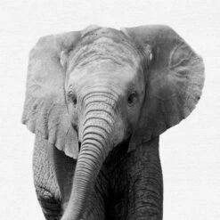 Black And White Nursery Safari - 4 Piece Framed Gallery Wall Set - Americanflat With Mat -Love To Dream Baby Shop GUEST 8d7eaf7a b03f 485e 8a80 f7f65ca02f1e