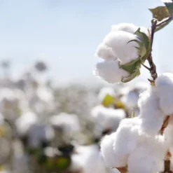 Organic Dream Pack And Play Mattress 2-Stage Dual Sided 8 Organic Dream Pack And Play Mattress 2-Stage Dual Sided -Love To Dream Baby Shop GUEST b98a6423 3af6 4e8a 852e 057d3c5e0002