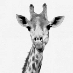 Black And White Nursery Safari - 4 Piece Framed Gallery Wall Set - Americanflat With Mat -Love To Dream Baby Shop GUEST d9b496e3 790a 42c3 a5ab 4fbc6c1dd4ff